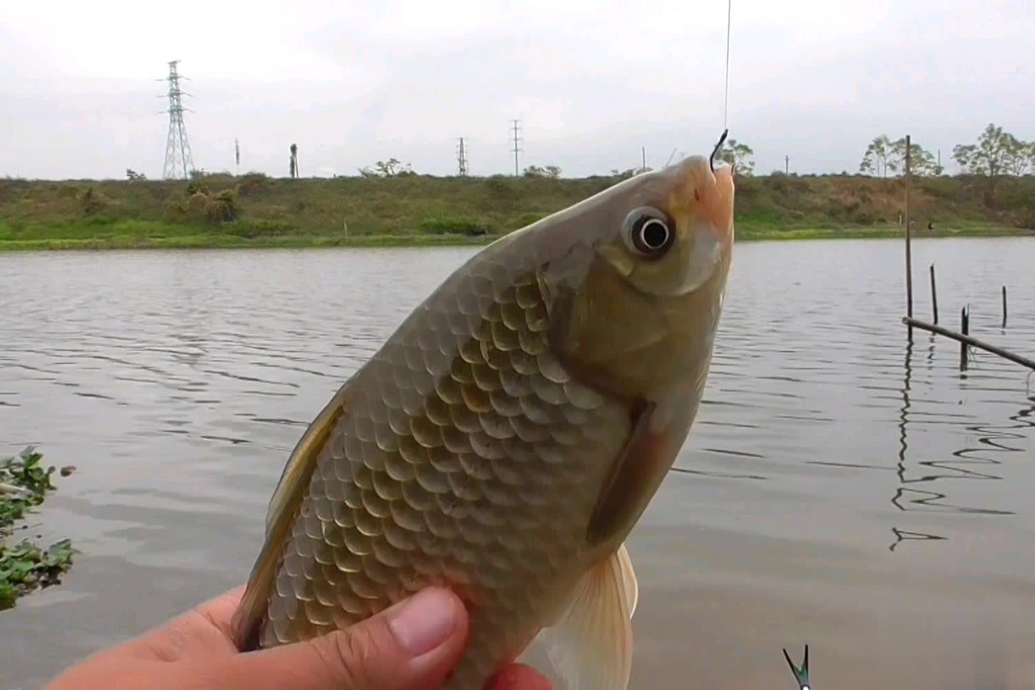 想要钓到野, 虫或者面食, span